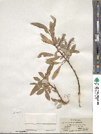 Salix arbusculoides image