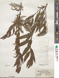 Salix arbusculoides image