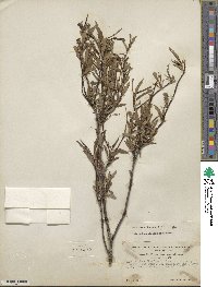 Salix arbusculoides image