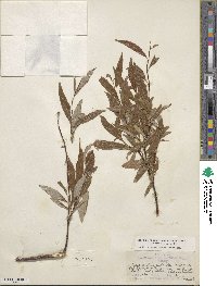 Salix arbusculoides image