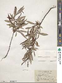 Salix arbusculoides image