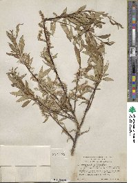 Salix arbusculoides image