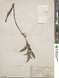 Salix arbusculoides image