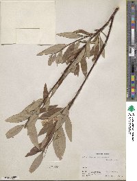 Salix arbusculoides image