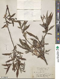 Salix arbusculoides image