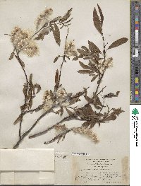 Salix arbusculoides image