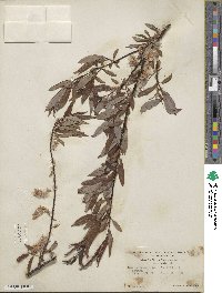 Salix arbusculoides image