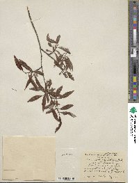 Salix arbusculoides image