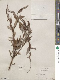Salix arbusculoides image