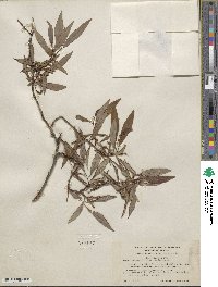 Salix arbusculoides image