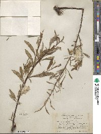 Salix arbusculoides image