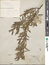 Salix arbusculoides image