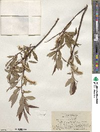 Salix arbusculoides image