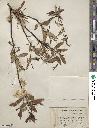 Salix arbusculoides image