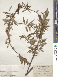 Salix arbusculoides image