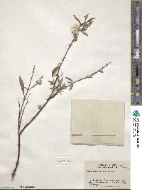 Salix arbusculoides image