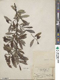 Salix arbusculoides image