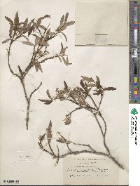 Salix arbusculoides image