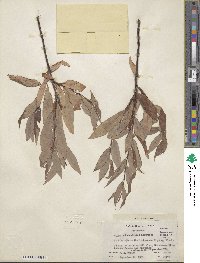 Salix arbusculoides image