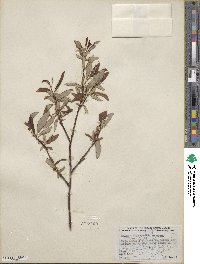 Salix arbusculoides image