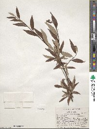 Salix arbusculoides image