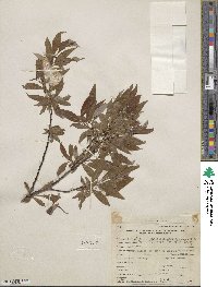 Salix arbusculoides image