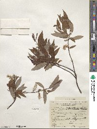 Salix arbusculoides image