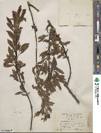 Salix arbusculoides image