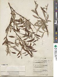 Salix arbusculoides image