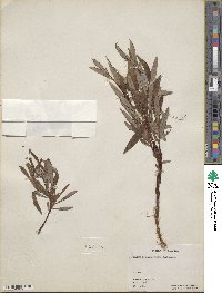 Salix arbusculoides image