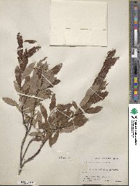 Salix arbusculoides f. glabra image