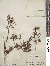 Salix arbusculoides image