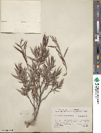 Salix arbusculoides image