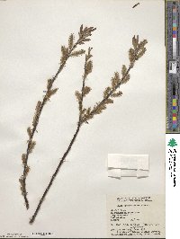 Salix arbusculoides f. glabra image