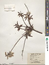 Salix arbusculoides f. glabra image