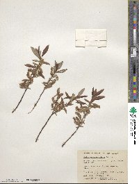 Salix arbusculoides f. glabra image