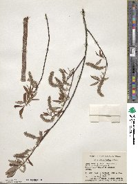 Salix arbusculoides f. glabra image