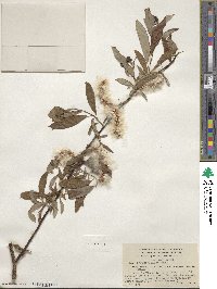 Salix arbusculoides image