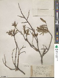 Salix arbusculoides image