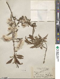 Salix arbusculoides f. glabra image