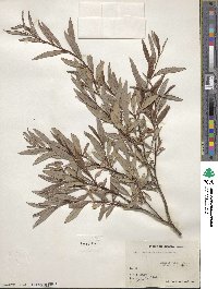 Salix arbusculoides f. glabra image