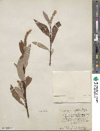 Salix arbusculoides f. glabra image