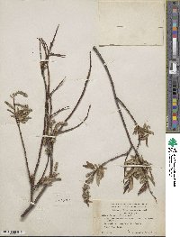 Salix arbusculoides f. glabra image