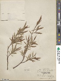 Salix arbusculoides f. glabra image