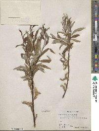 Salix arbusculoides f. glabra image