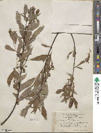 Salix arbusculoides image