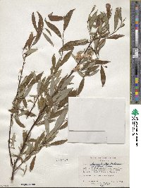 Salix arbusculoides f. glabra image