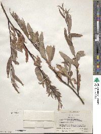 Salix arbusculoides f. glabra image