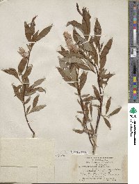 Salix arbusculoides f. glabra image