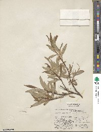 Salix arbusculoides f. glabra image